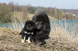 DOGUE DU TIBET 163